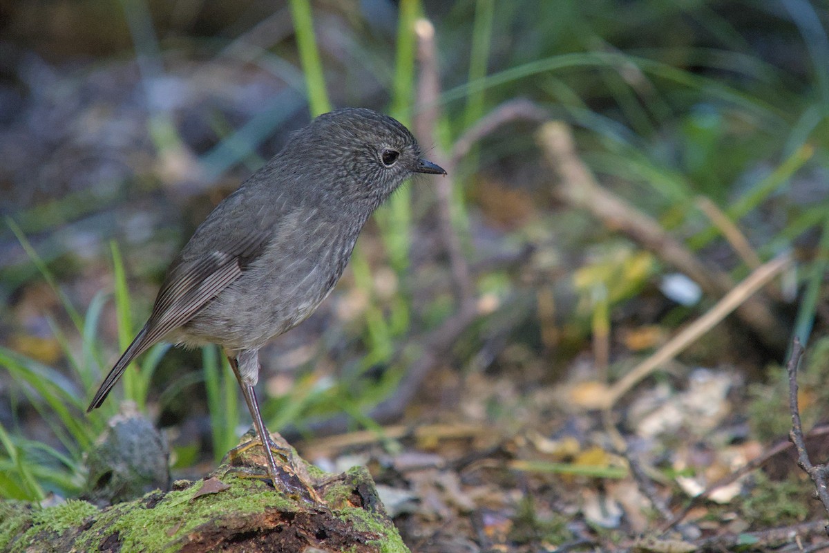 nordøyflueskvett - ML656470710