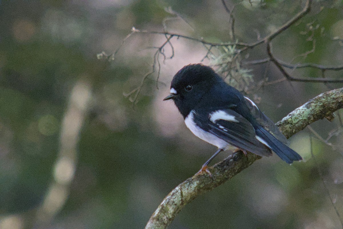 maoriflueskvett - ML656470720