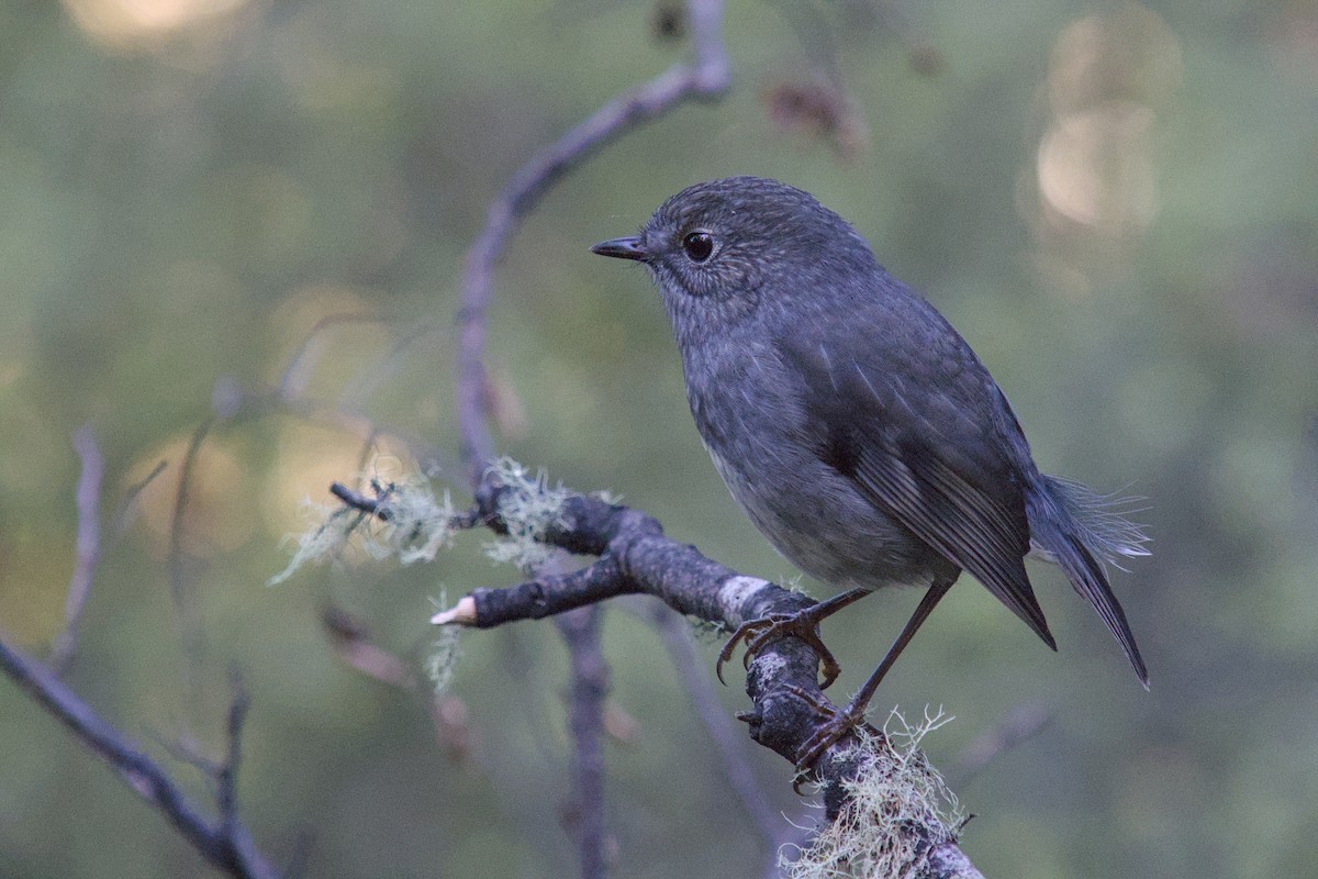 nordøyflueskvett - ML656471338