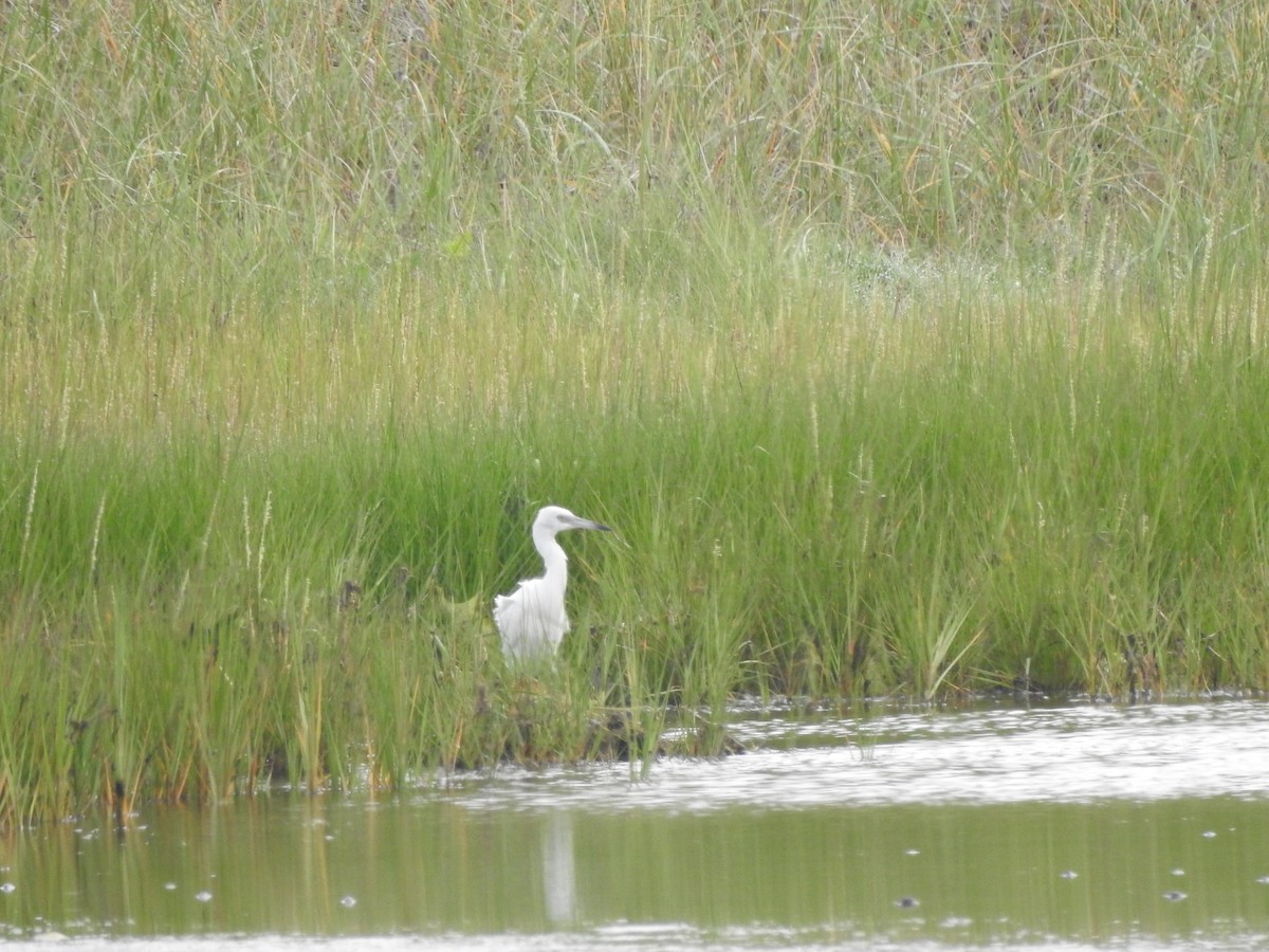 Little Blue Heron - ML65647161