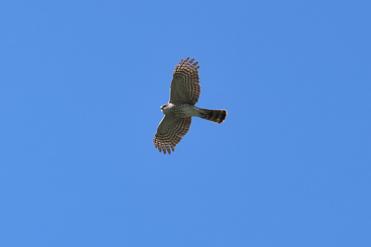 Sharp-shinned Hawk - ML656471695