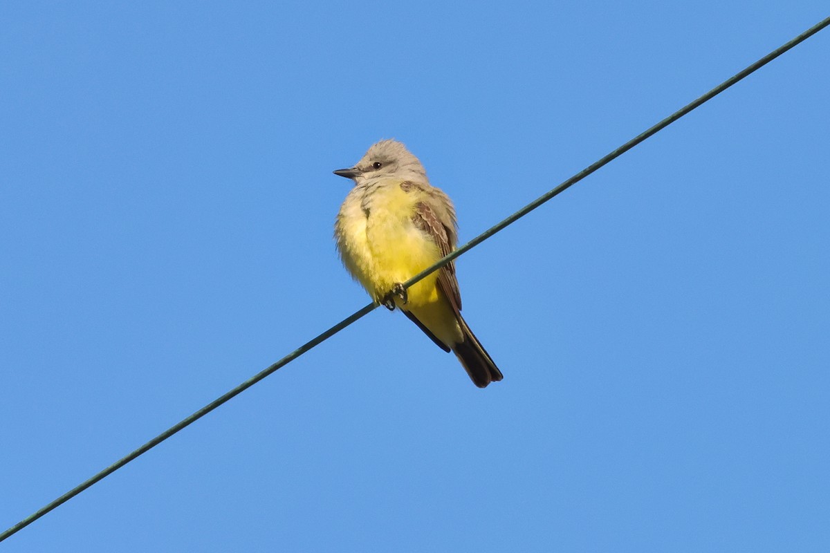 Western Kingbird - ML656471713
