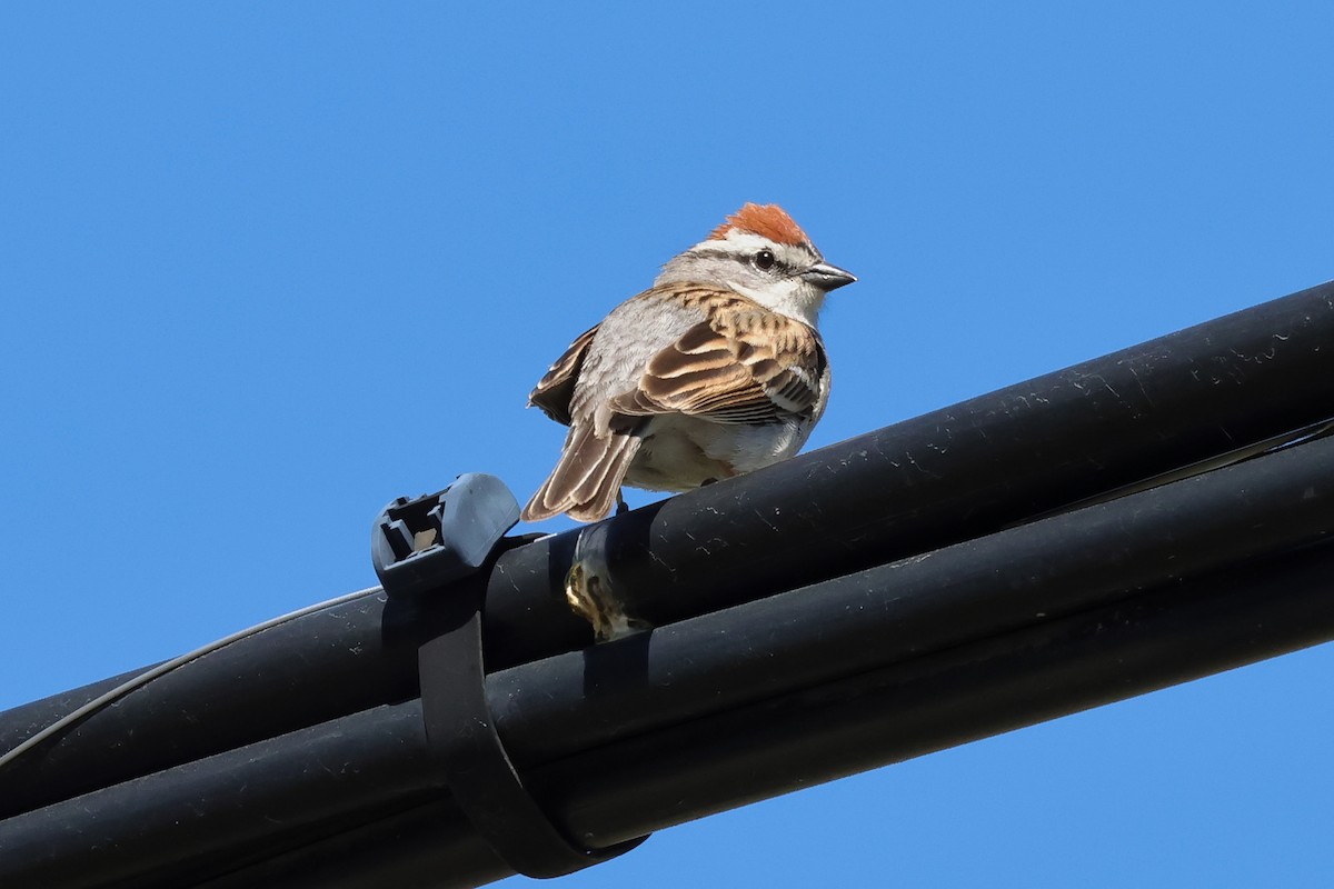 Chipping Sparrow - ML656471764