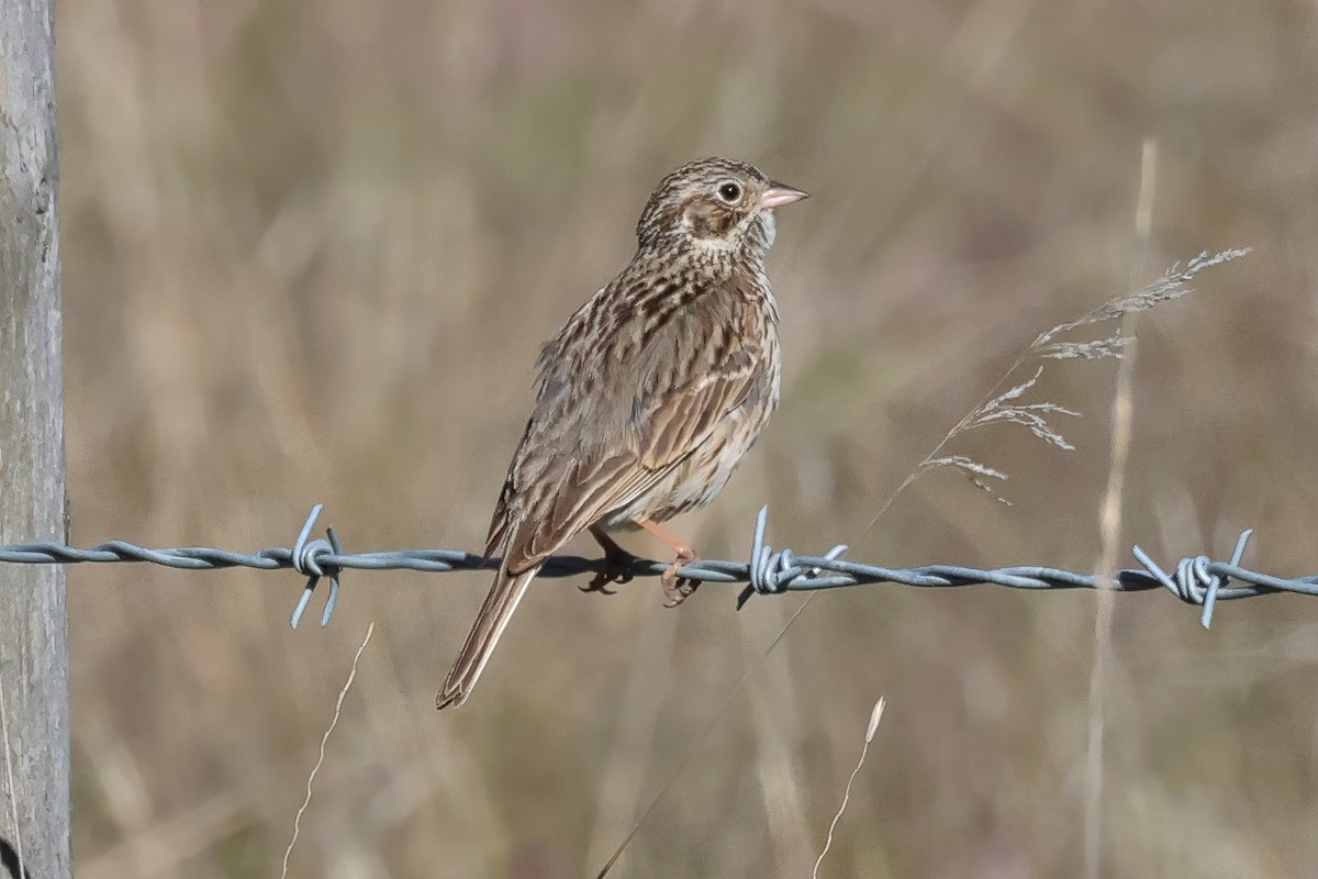 Vesper Sparrow - ML656471774