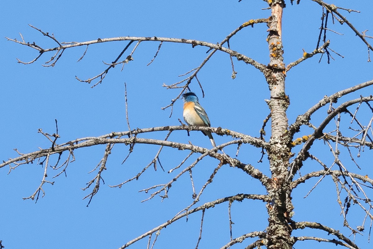 Lazuli Bunting - ML656471788
