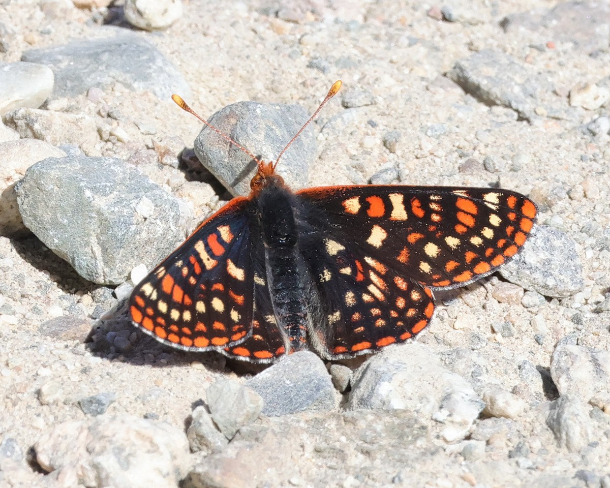 Anicia Checkerspot - ML656472650