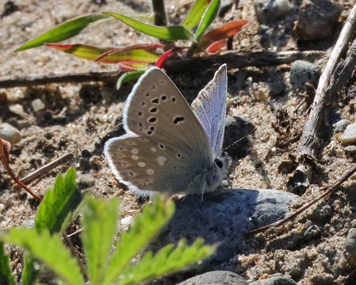 Boisduval's Blue - ML656472651