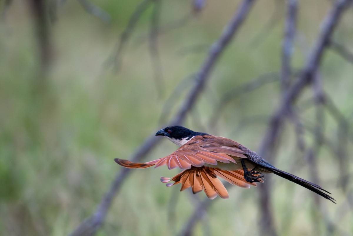 Burchell's Coucal - ML656473182