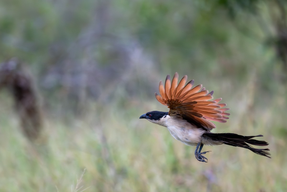 Burchell's Coucal - ML656473184
