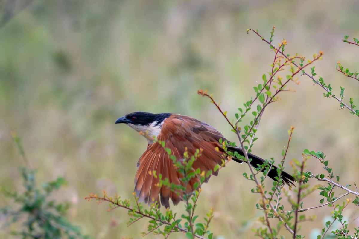 Burchell's Coucal - ML656473185