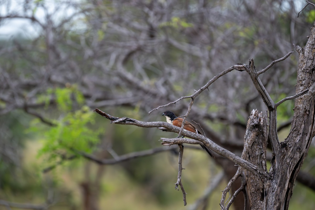 Burchell's Coucal - ML656473186