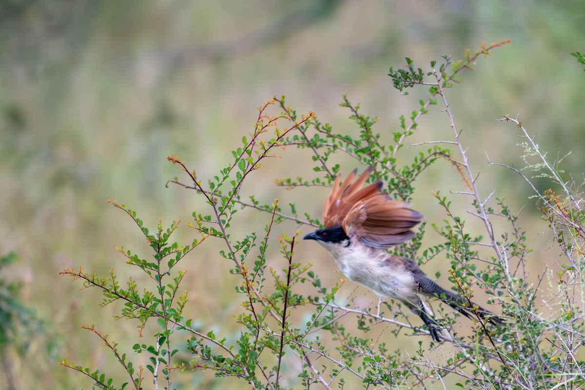 Burchell's Coucal - ML656473187