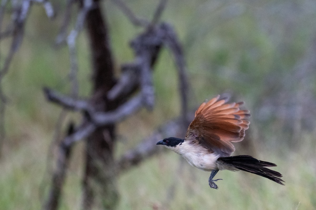 Burchell's Coucal - ML656473188