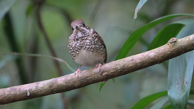 White-throated Rock-Thrush - ML656476057