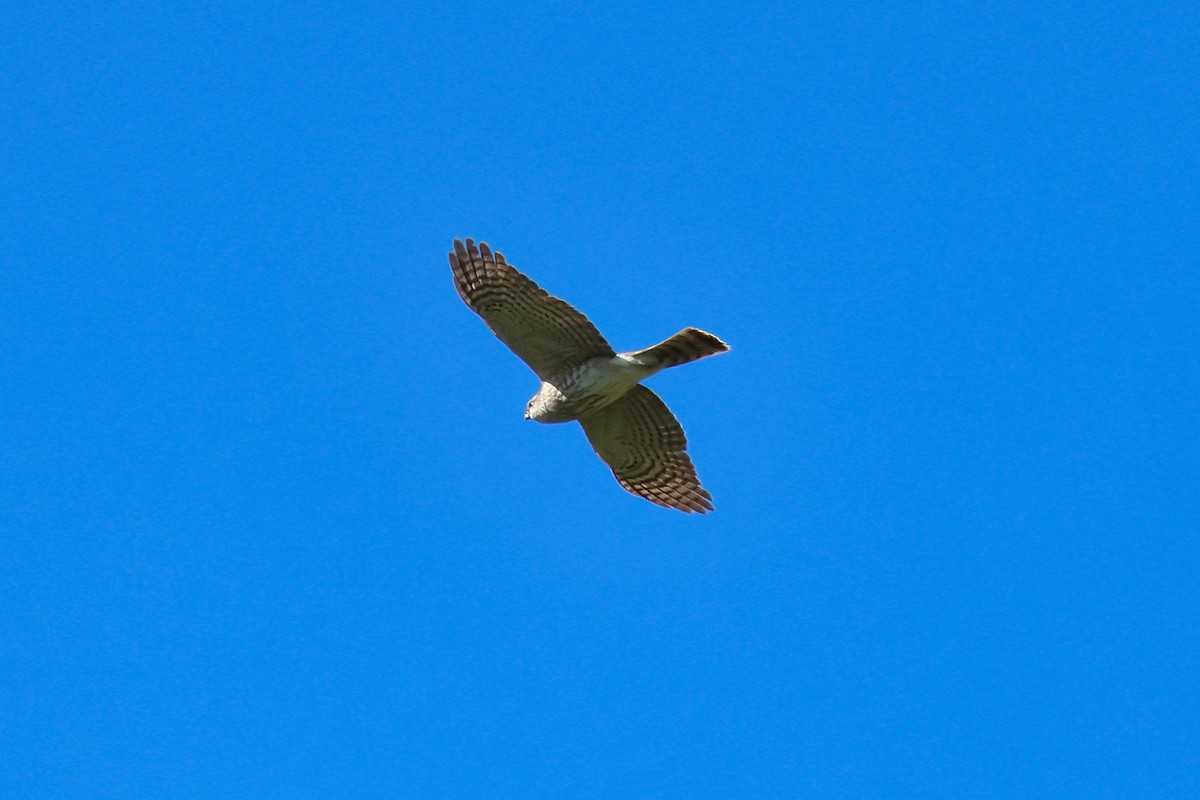 Sharp-shinned Hawk - ML656476245