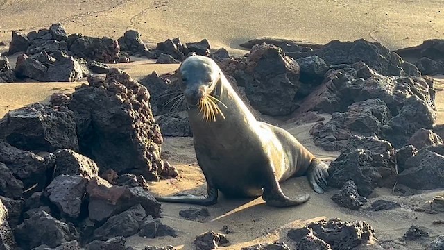 Galápagos Sea Lion - ML656479158