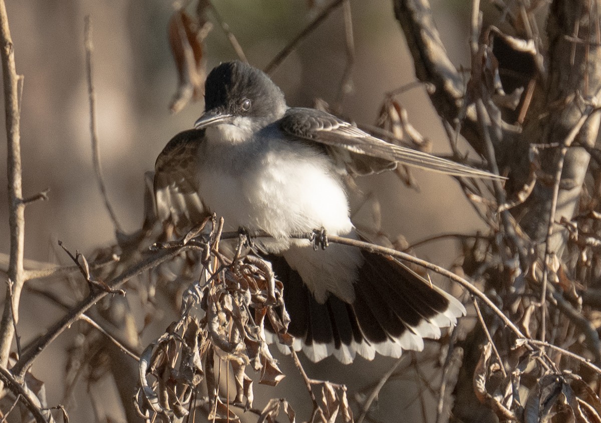 Eastern Kingbird - ML656479307