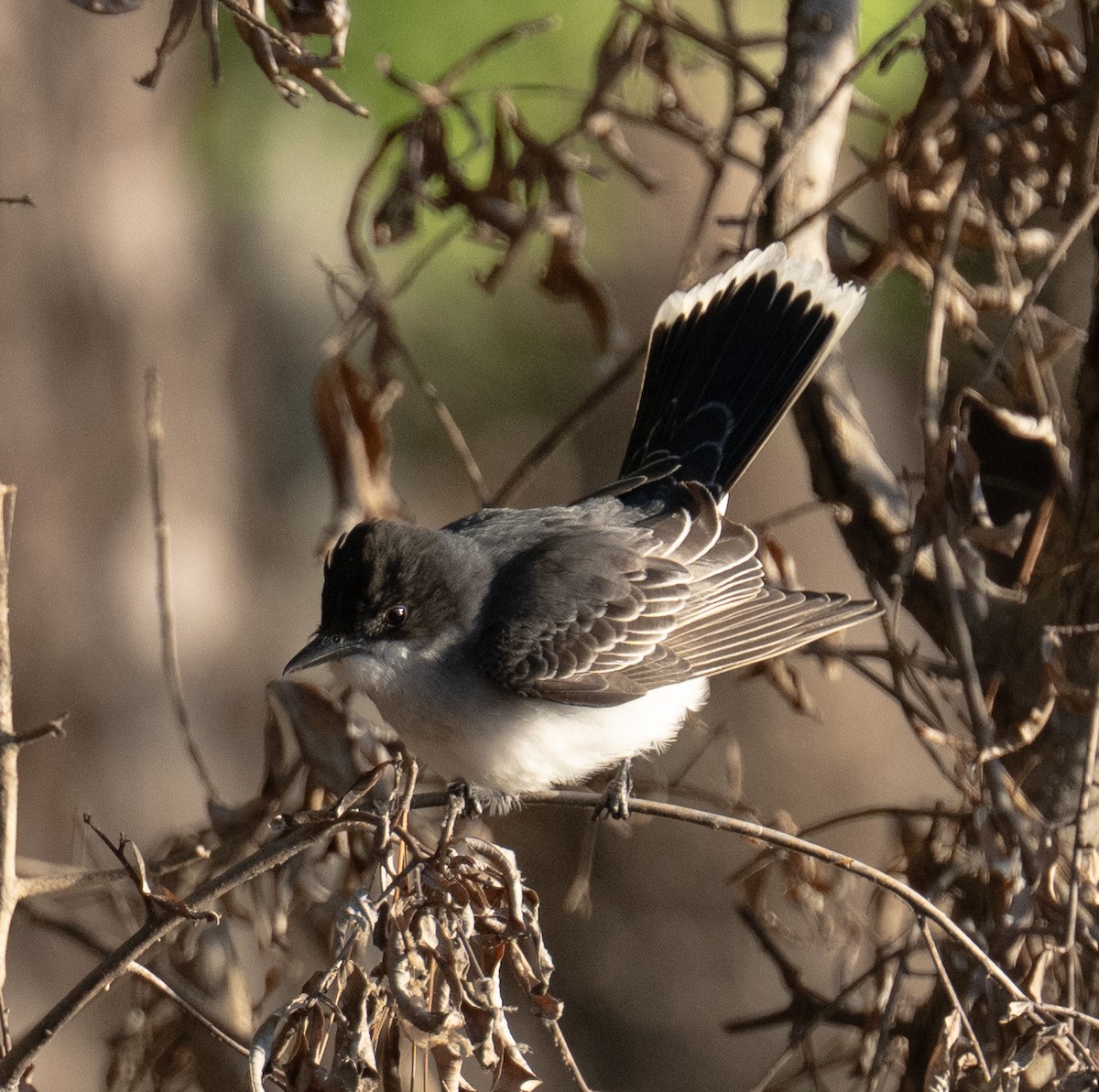 Eastern Kingbird - ML656479308