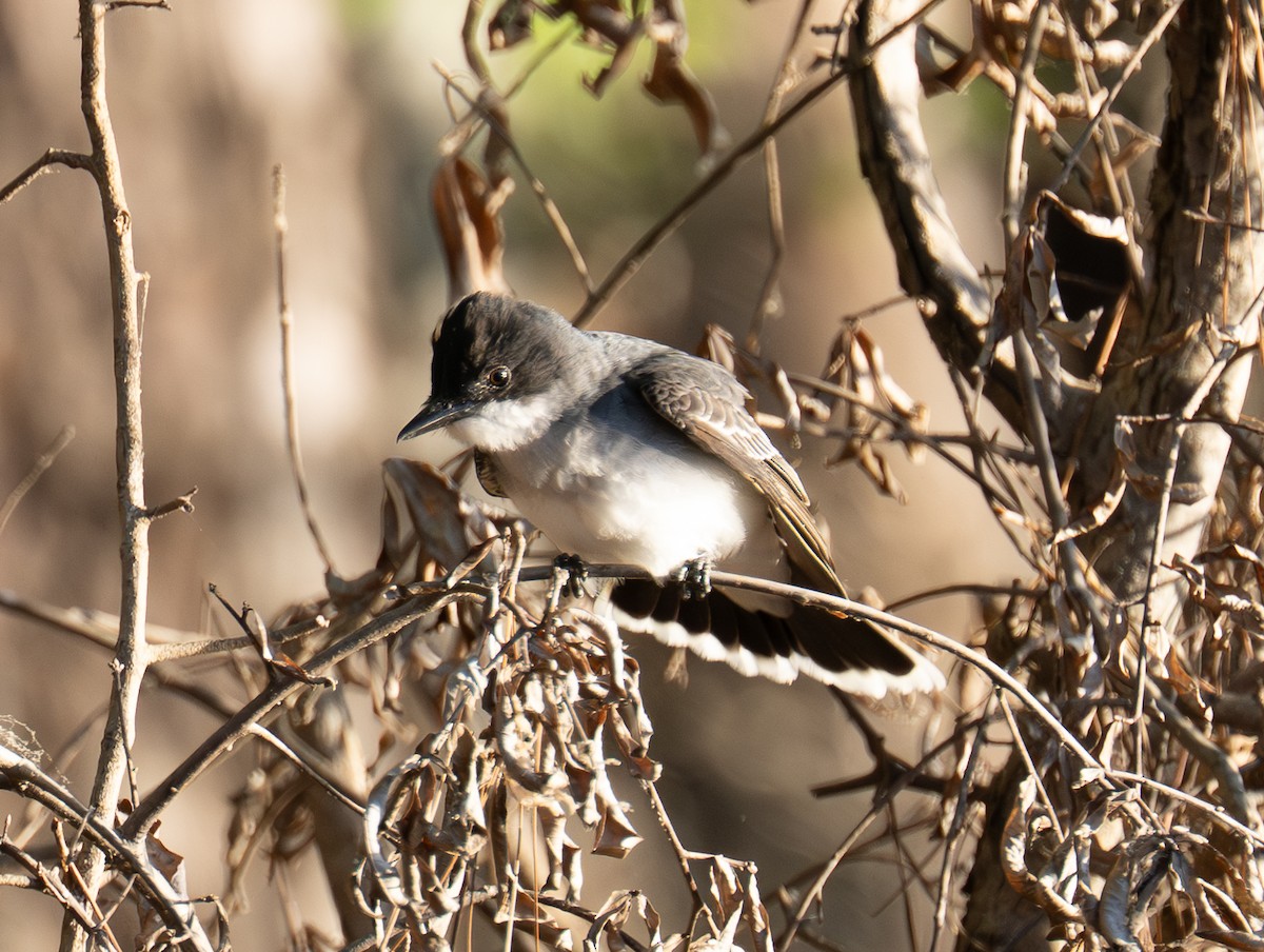 Eastern Kingbird - ML656479309