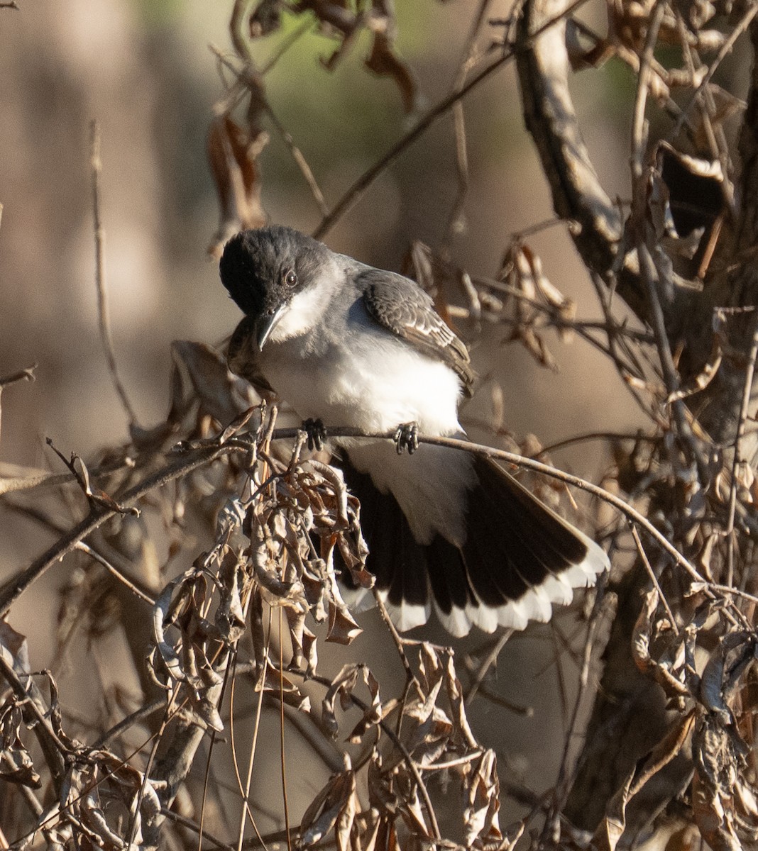 Eastern Kingbird - ML656479310