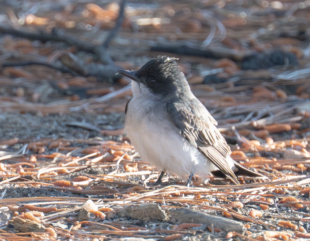 Eastern Kingbird - ML656479311