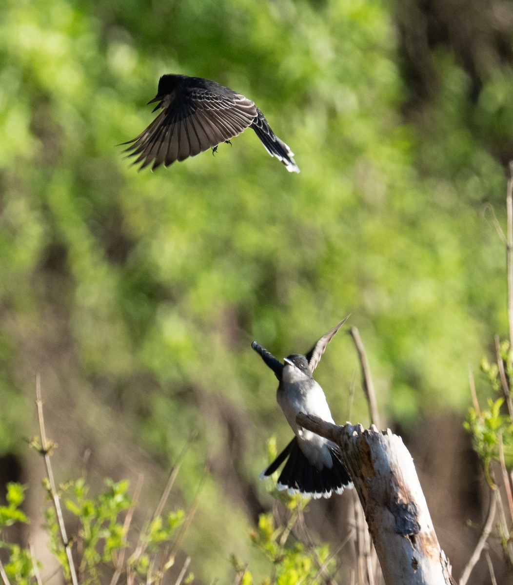 Eastern Kingbird - ML656479314