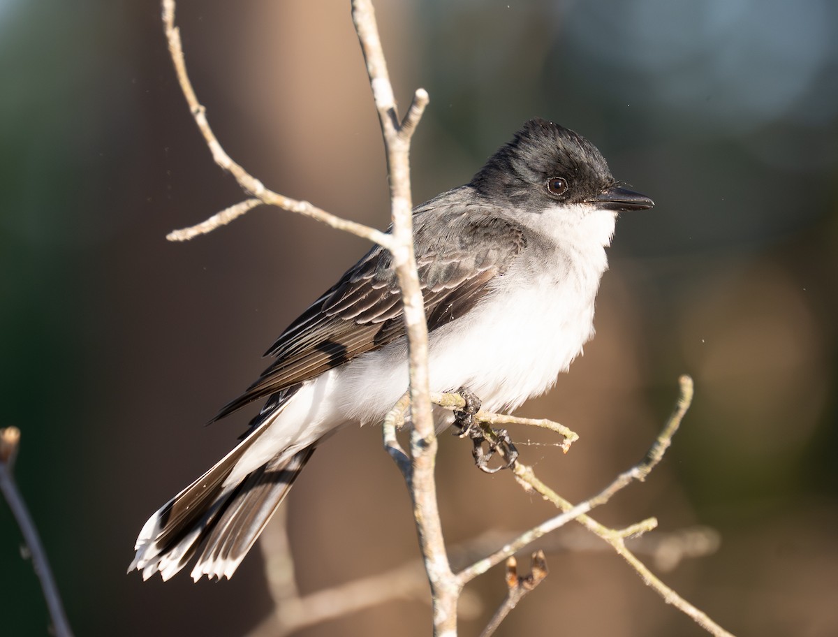 Eastern Kingbird - ML656479315