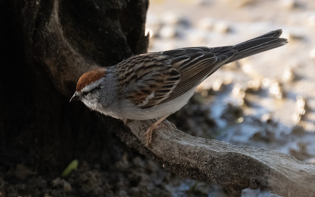 Chipping Sparrow - ML656479375