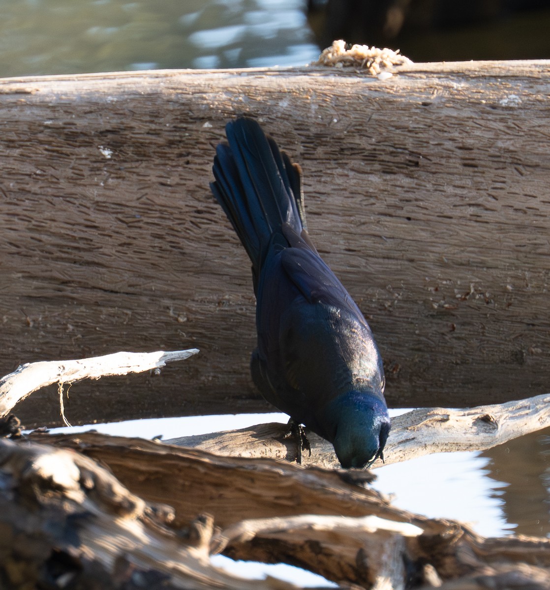 Common Grackle - ML656479414