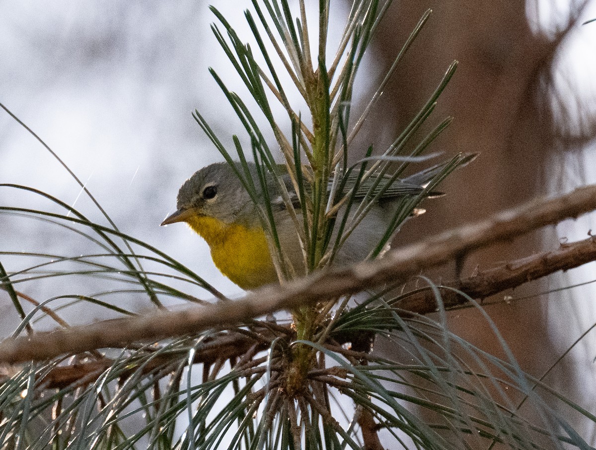 Northern Parula - ML656479439