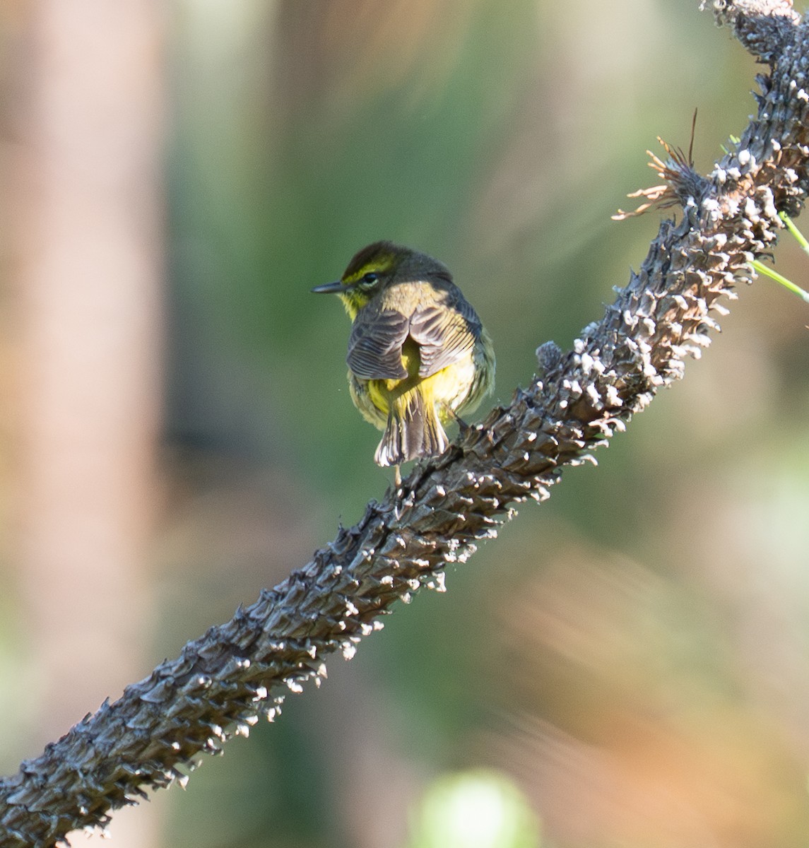 Palm Warbler - ML656479463