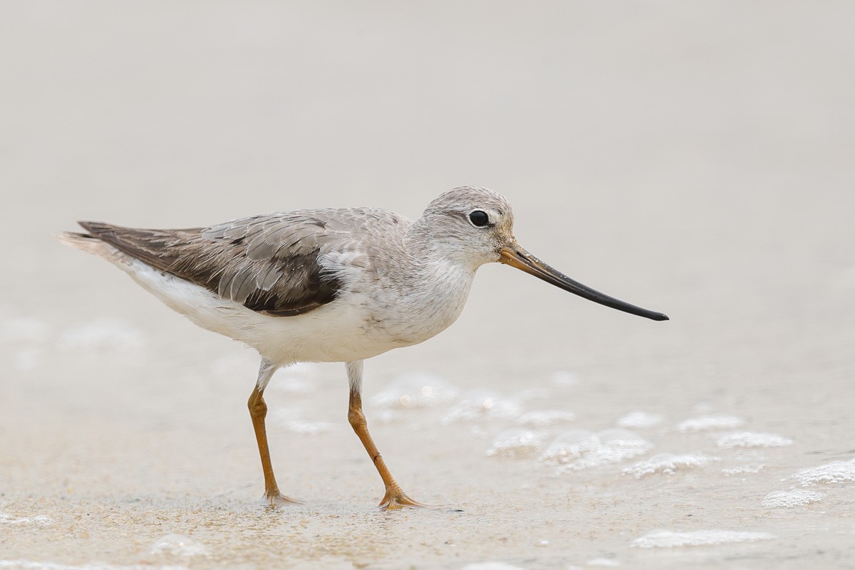 Terek Sandpiper - ML65647971