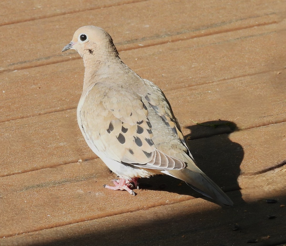 eBird Checklist - 2 May 2026 - 1730 Niles Road, York, Pennsylvania, US ...
