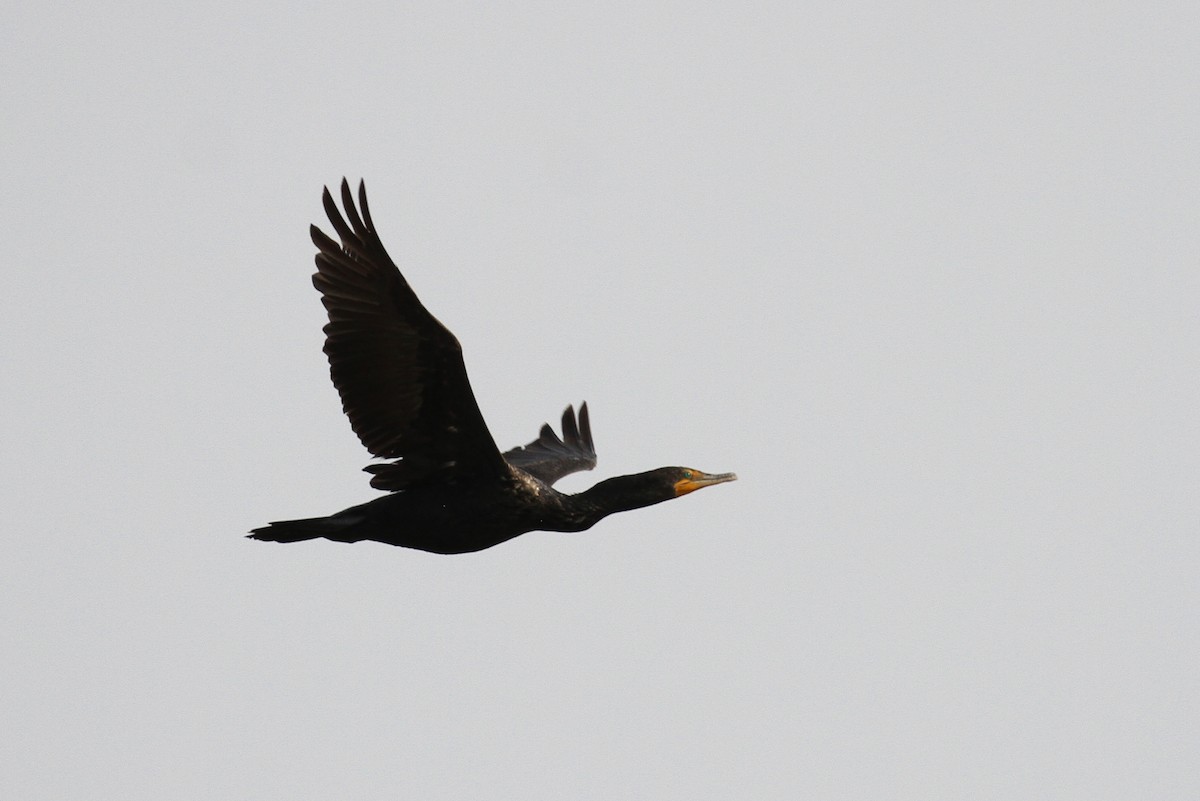 Double-crested Cormorant - ML65648351