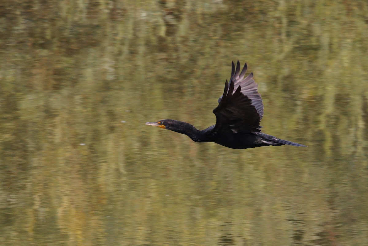 Double-crested Cormorant - ML65648361