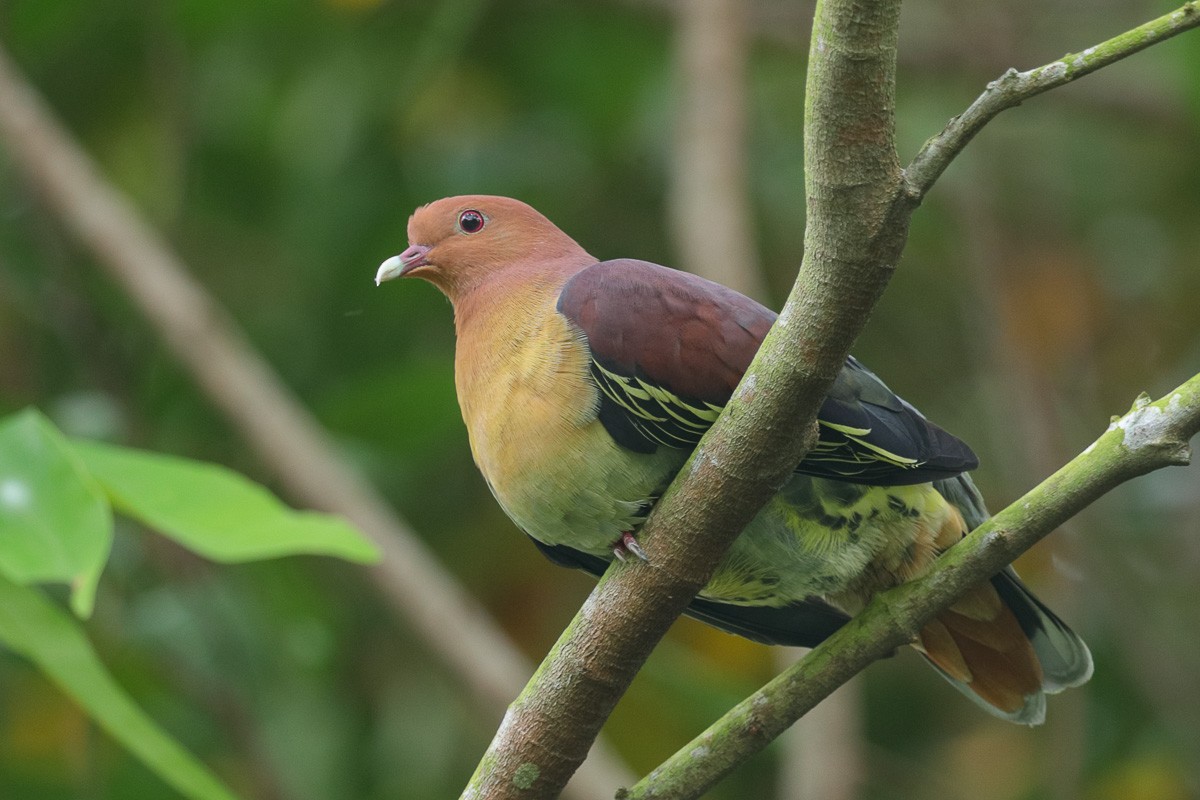 Cinnamon-headed Green-Pigeon - Francis Yap