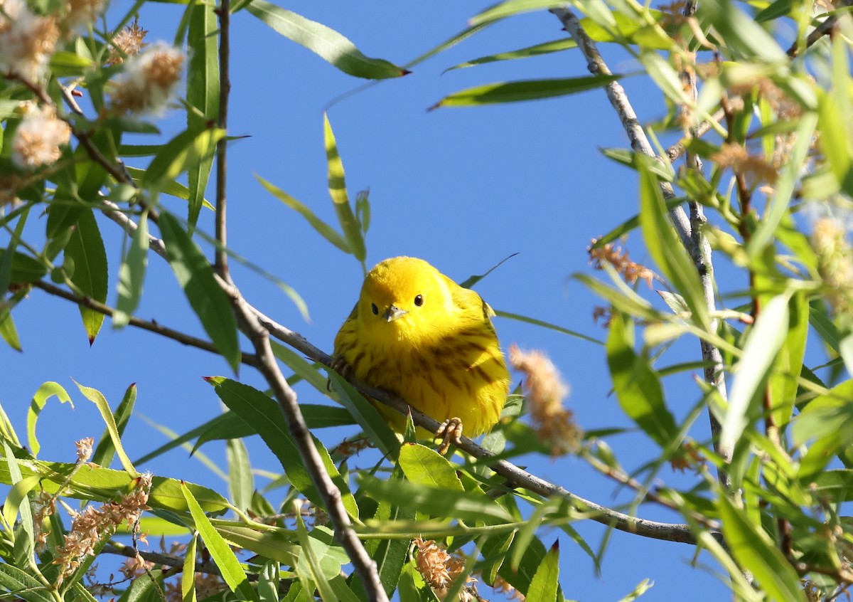 Northern Yellow Warbler - ML656483990