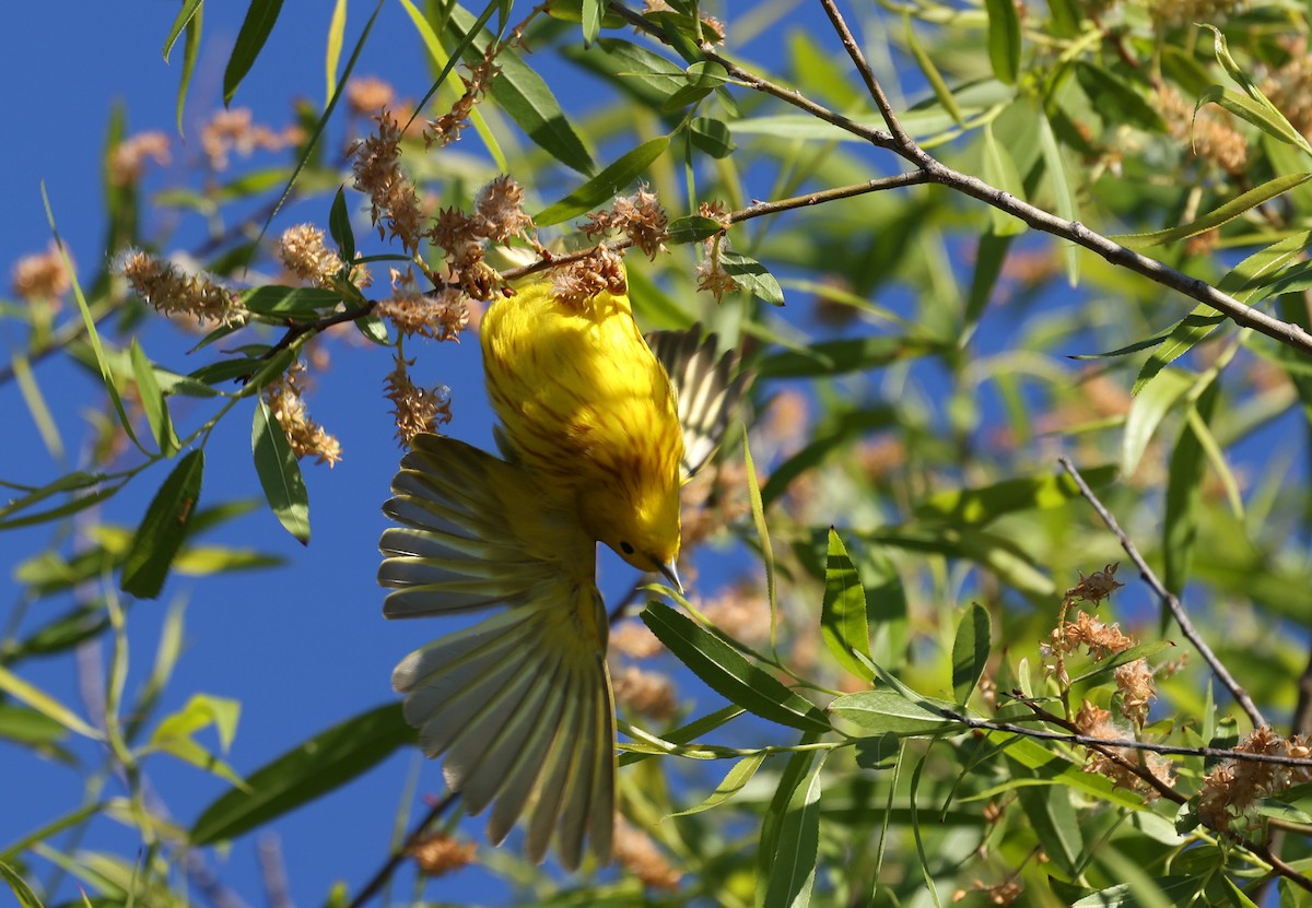 Northern Yellow Warbler - ML656483991