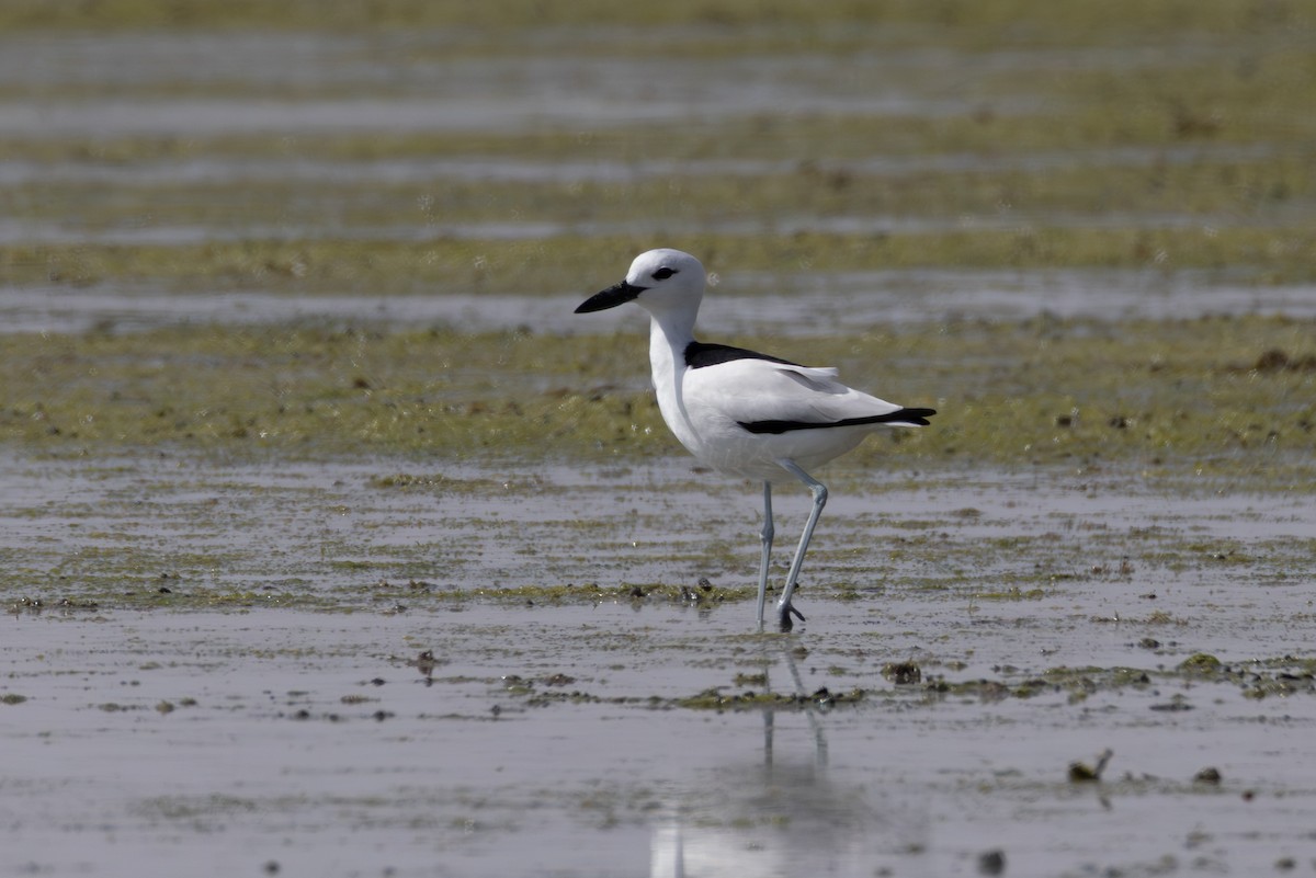 Crab-Plover - ML656484403