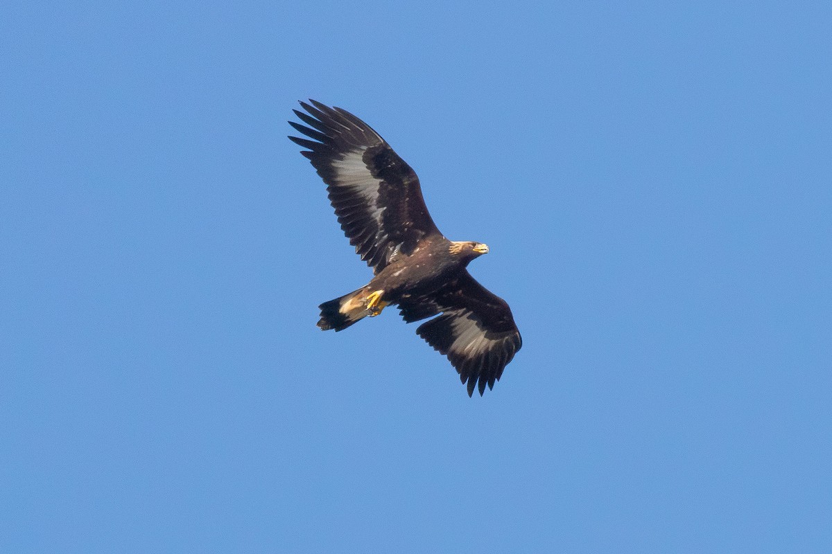 Golden Eagle - ML656484482