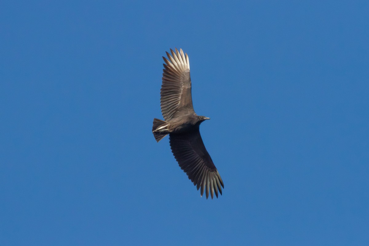 Black Vulture - ML656484606
