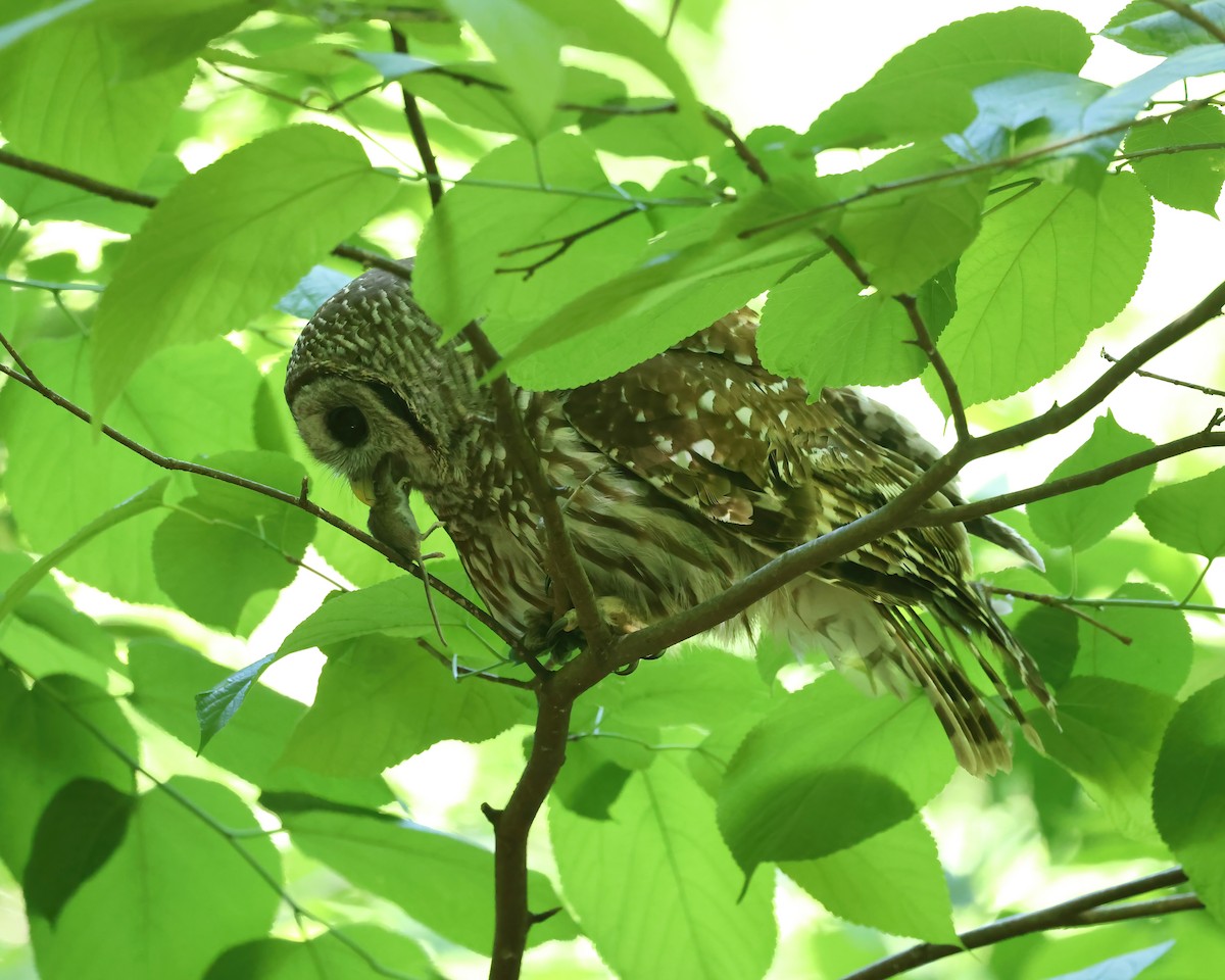 Barred Owl - ML656485296