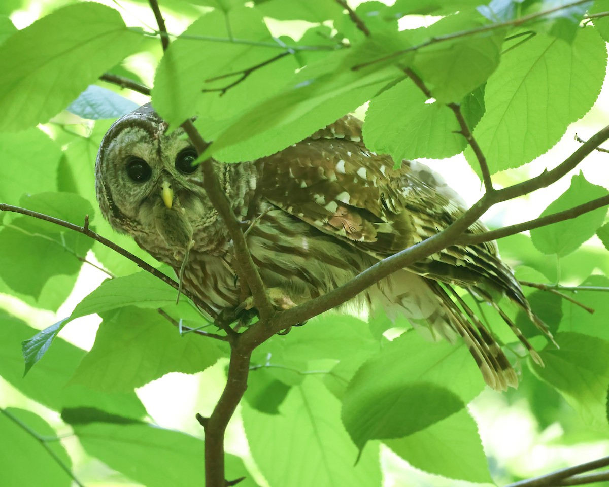 Barred Owl - ML656485297