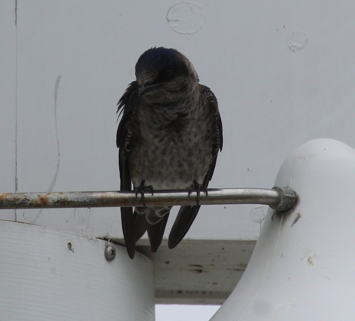 Purple Martin - ML656486620