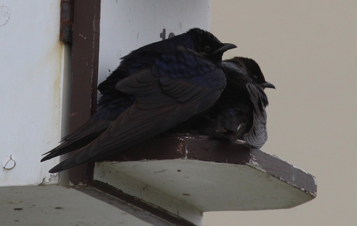 Purple Martin - ML656486621