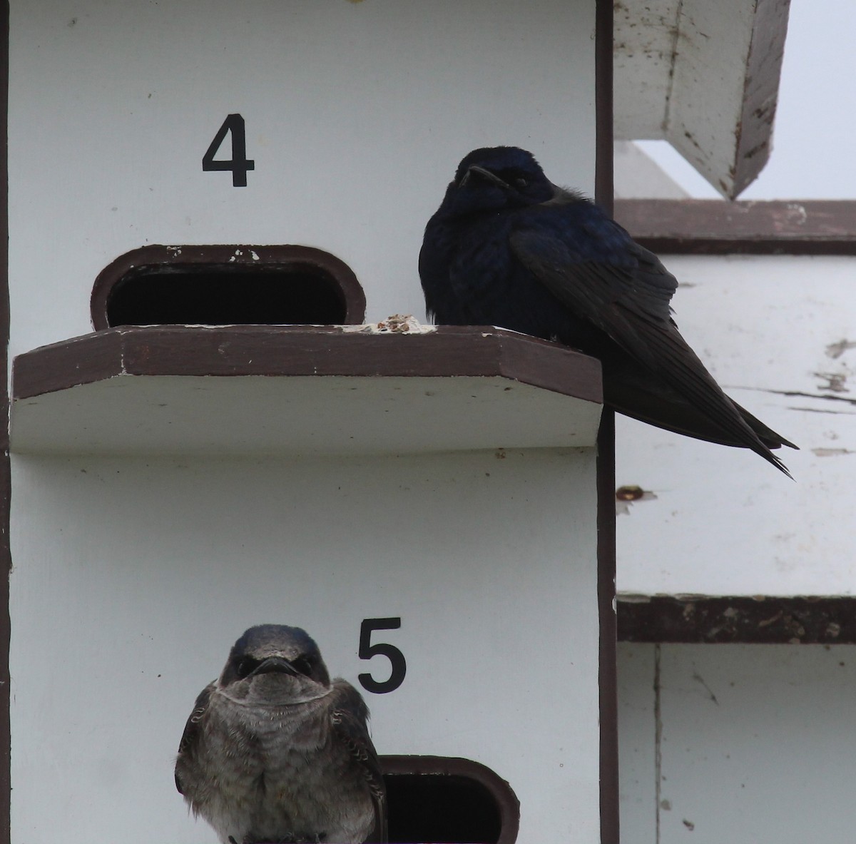 Purple Martin - ML656486622