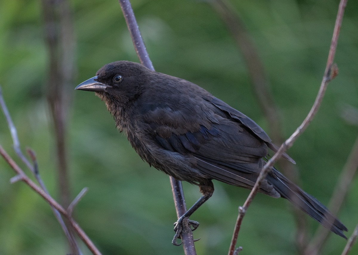 Common Grackle - Simon Boivin