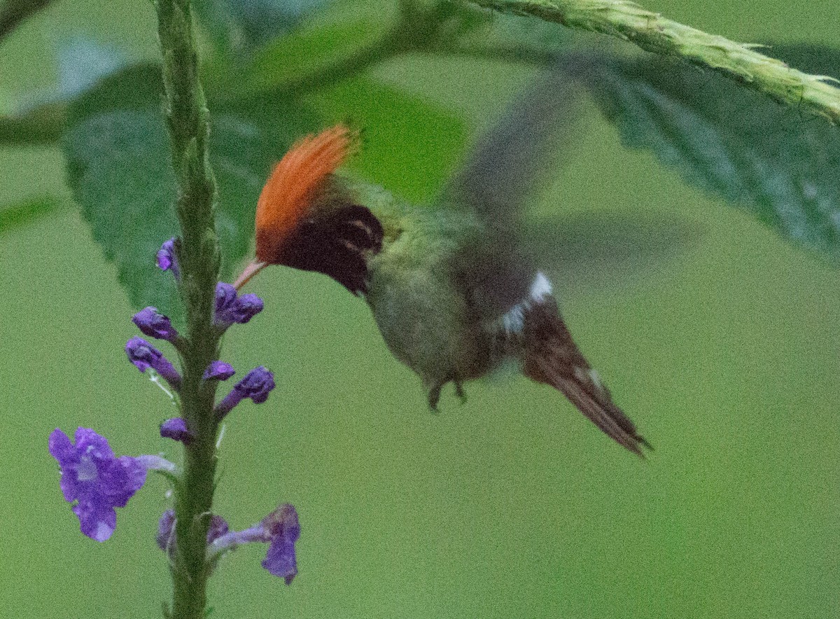 Rufous-crested Coquette - ML65648761