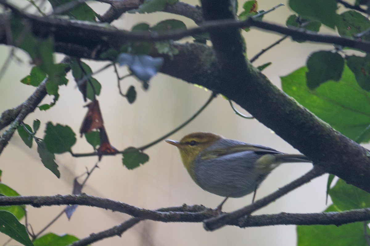 Yellow-throated Woodland-Warbler - ML656489814
