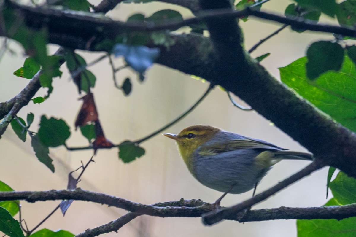 Yellow-throated Woodland-Warbler - ML656489815